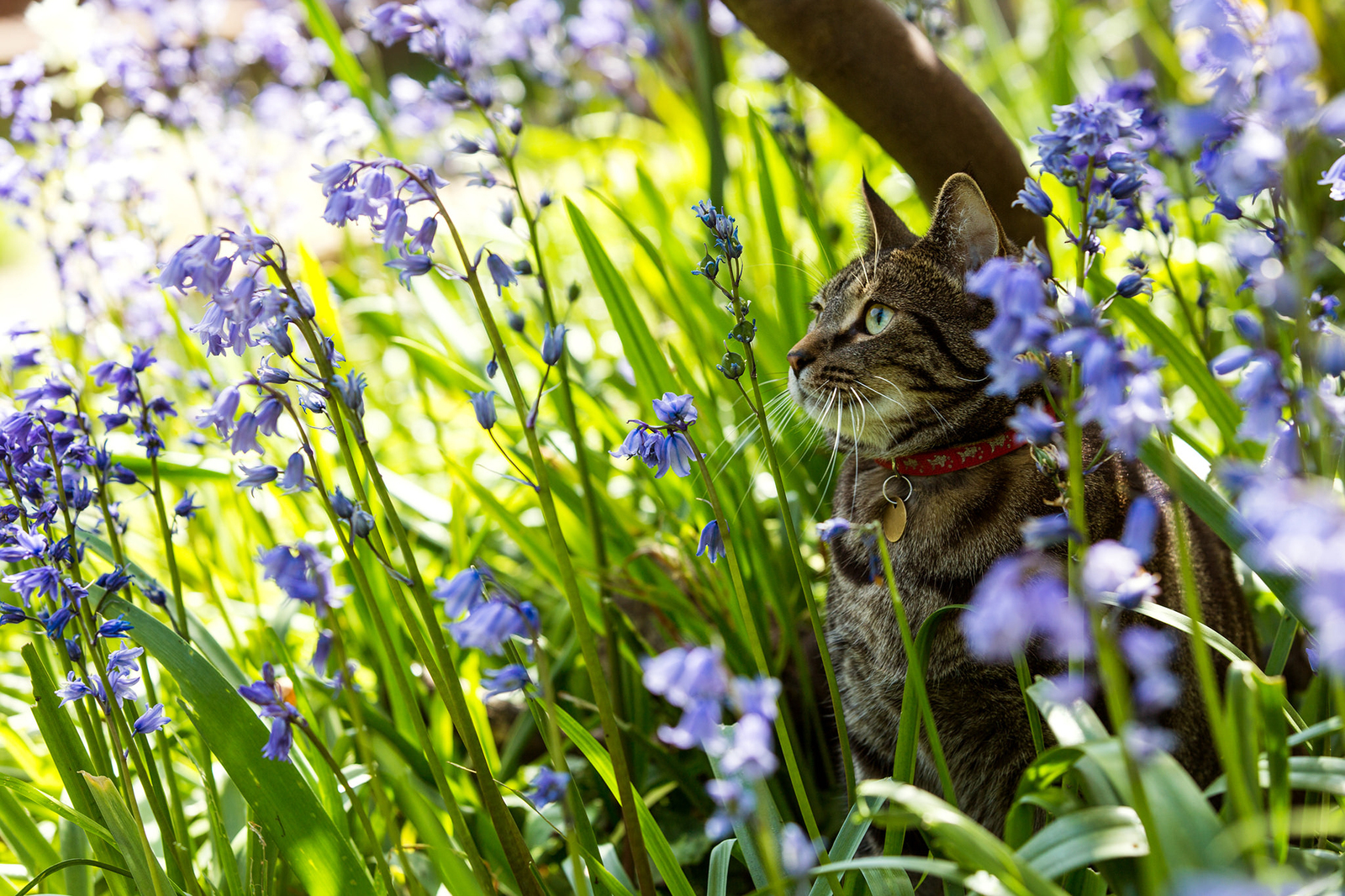 Bell time. - The photo, Animals, cat, Summer, Flowers