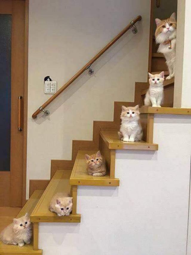 Guys.. Explain... how it is....!!! - Stairs, Design, Unusual, , Coolness, cat, Memes, Longpost