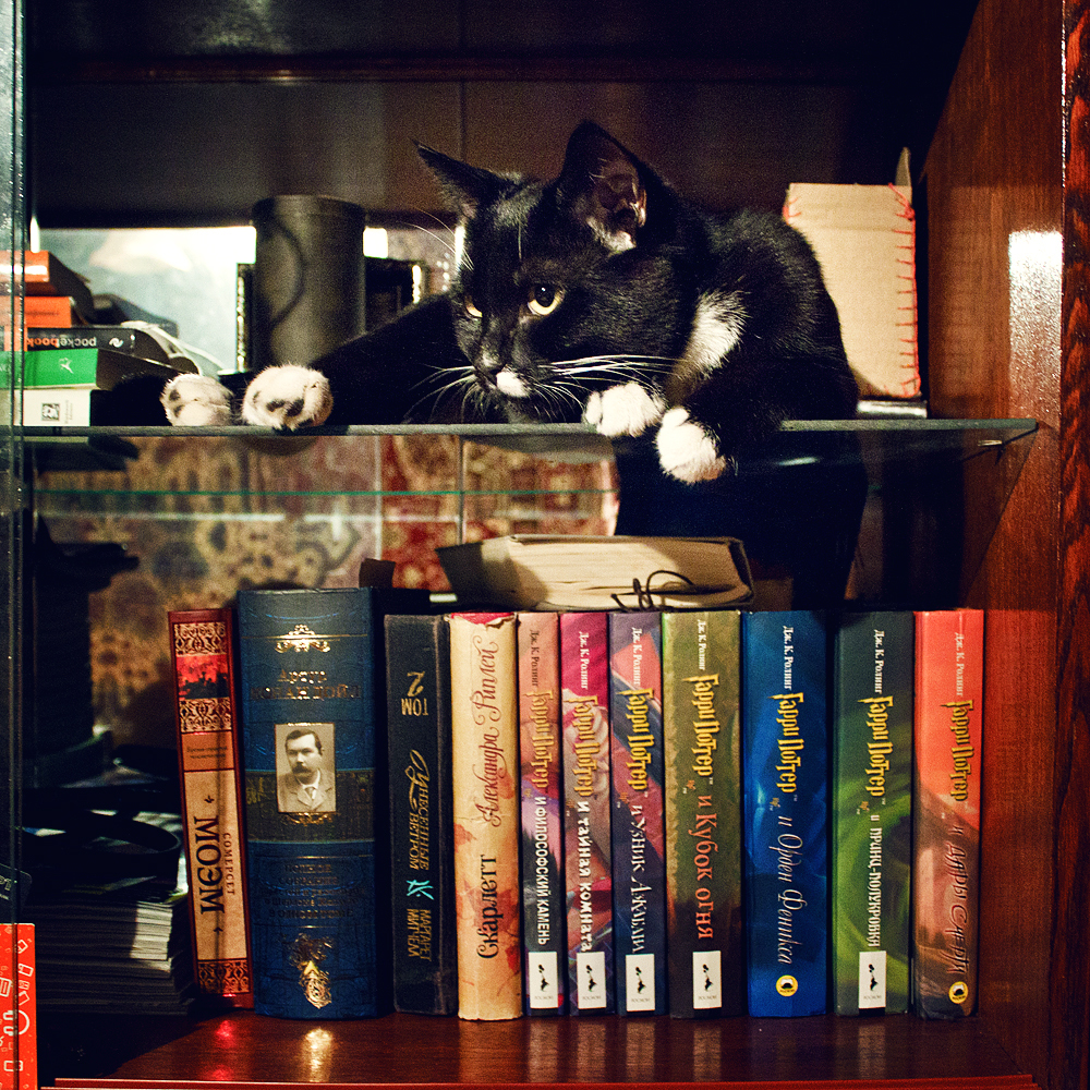 My book keeper - My, cat, The keepers, Books