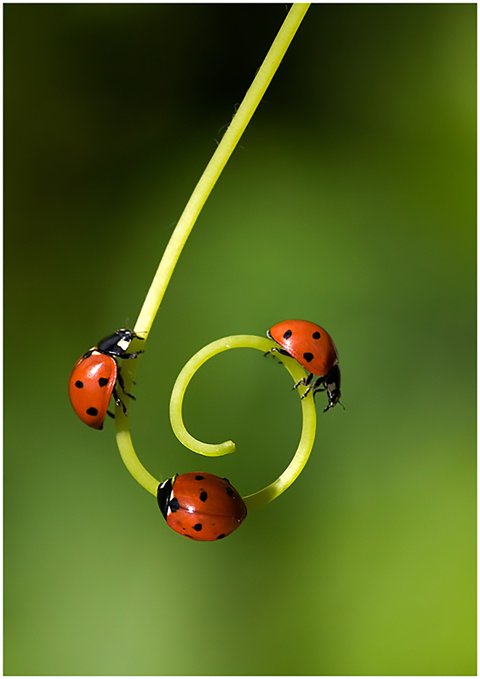 Triplets - The photo, Closeup, Macro, Macro photography, Insects, 