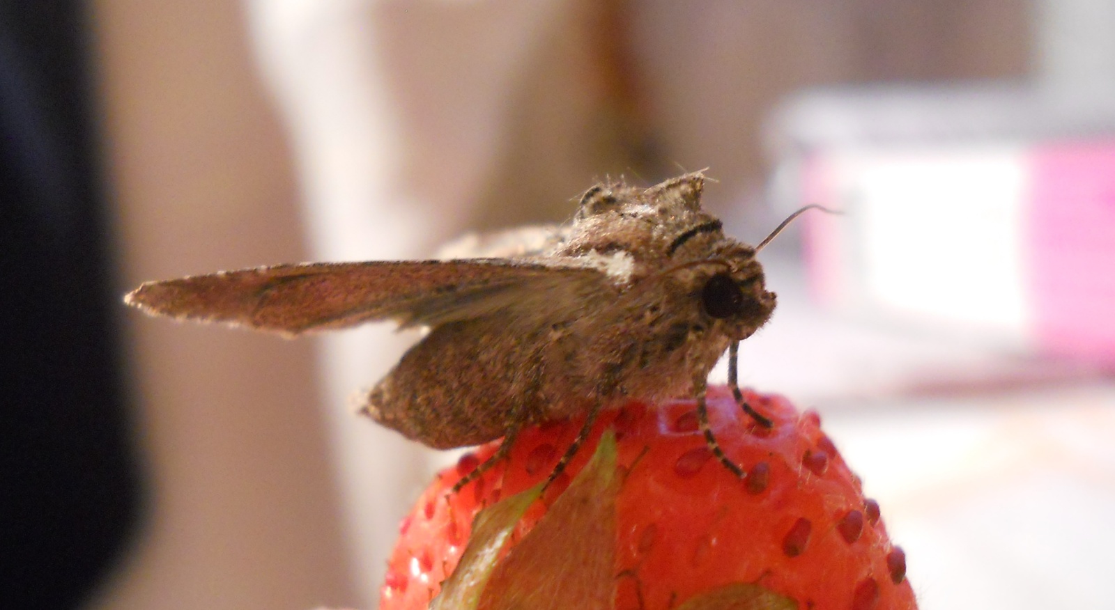 A moth that has invested all development points in charisma - My, Butterfly, Strawberry, Macro photography, Strawberry (plant)