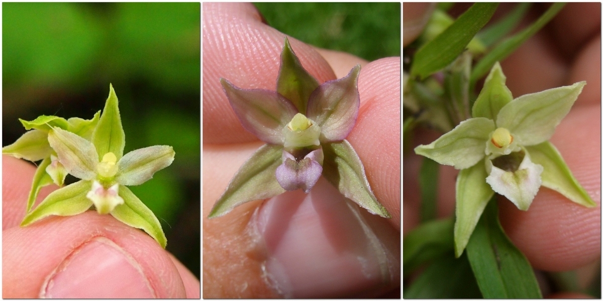 Orchids - very close - My, Orchids, , Kaliningrad region, , Longpost