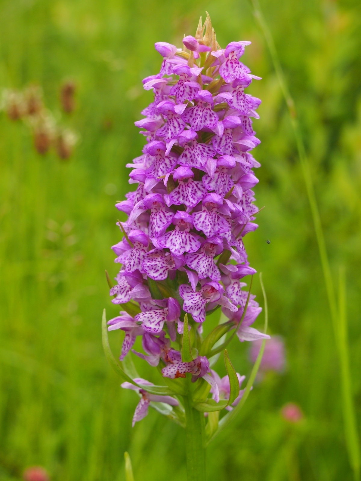 Orchids - very close - My, Orchids, , Kaliningrad region, , Longpost