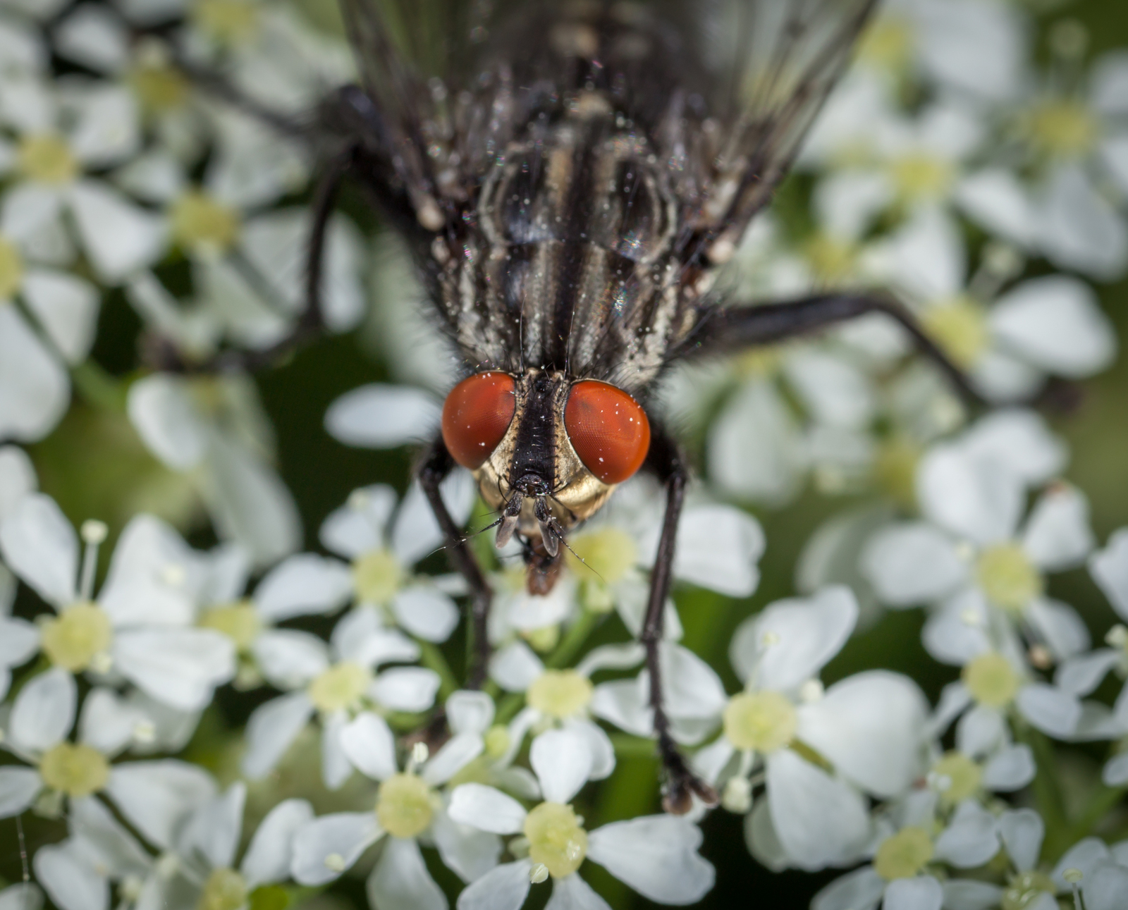 Macro hunting №111 - My, Macrohunt, Macro, Муха, Arachnida, Жуки, Caterpillar, Flowers, Longpost, Macro photography