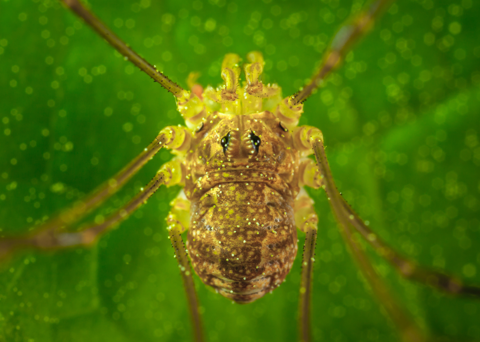 Macro hunting №111 - My, Macrohunt, Macro, Муха, Arachnida, Жуки, Caterpillar, Flowers, Longpost, Macro photography