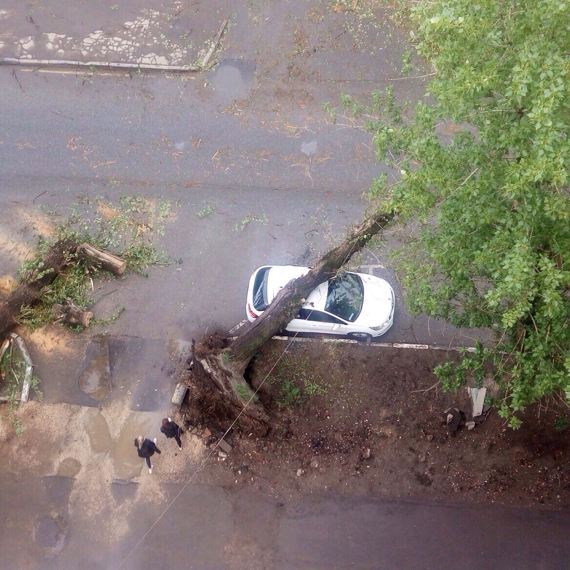 Crime and Punishment - My, Element, Неправильная парковка, Car, Tree, Karma