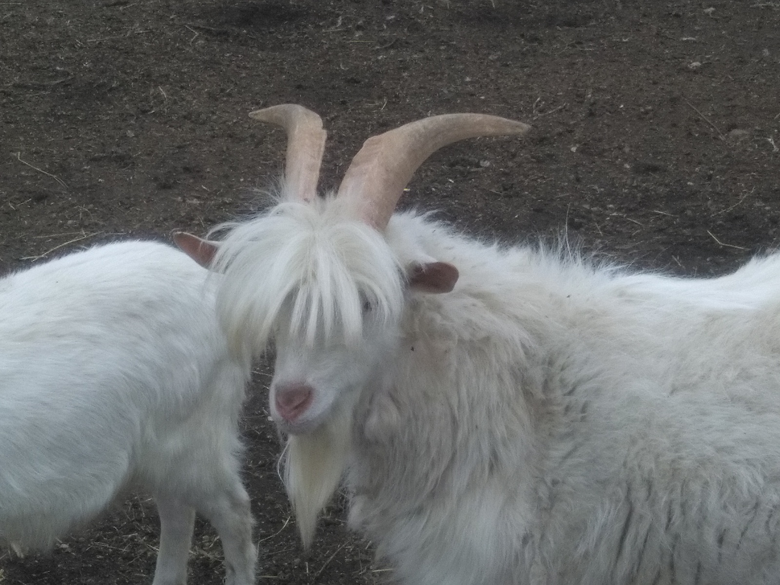 The first guy in the village - My, The photo, Goat, Village, Handsome men