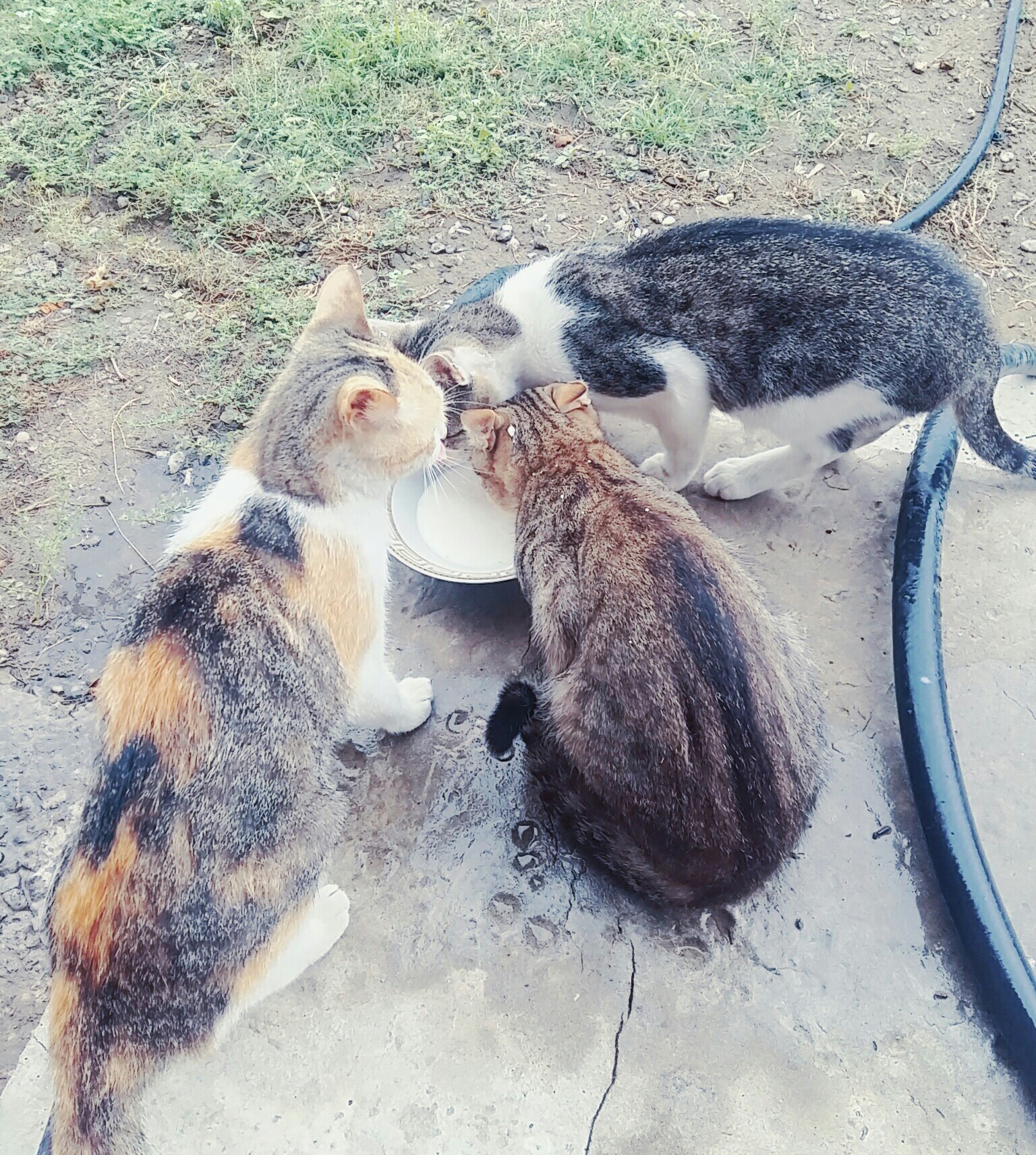 I heard they love cats here. - My, cat, cat family, Tricolor cat