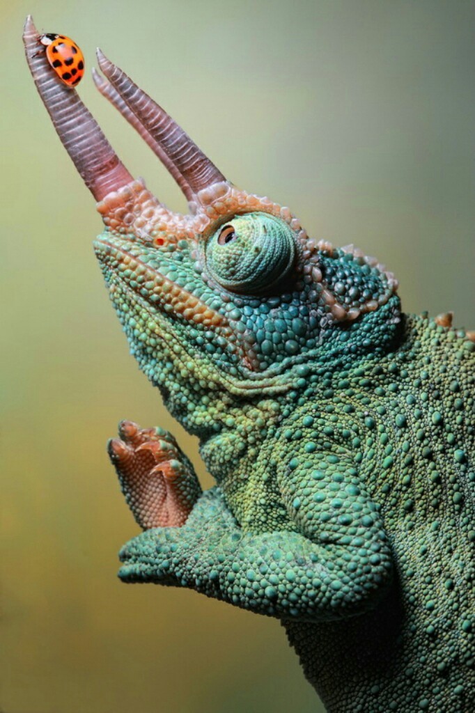 Ma'am, are you comfortable? - Closeup, Macro, The photo, Macro photography, Chameleon, ladybug, Horns