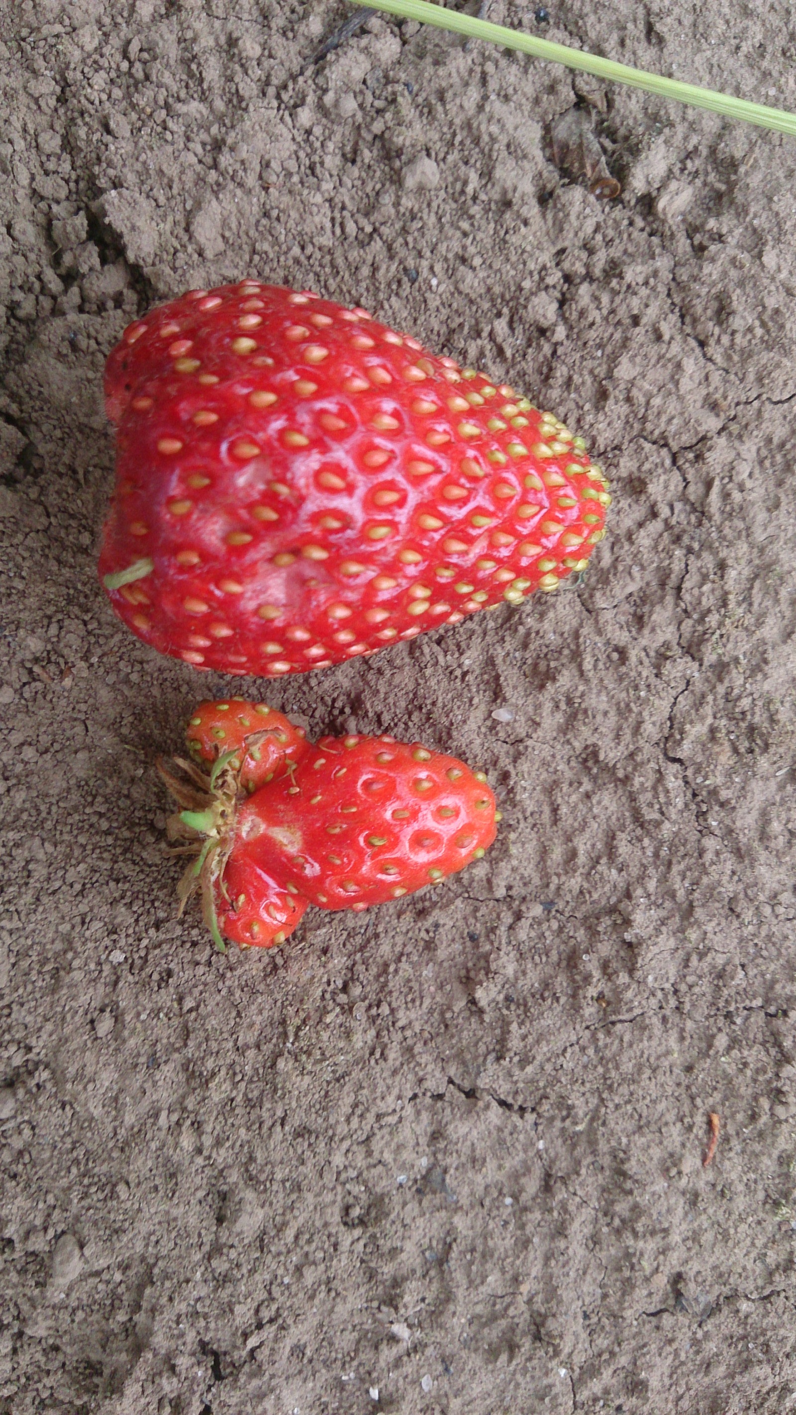 Strawberries are different this year. Both standard and, ahem, missiles. - My, beauty of nature, Oddities