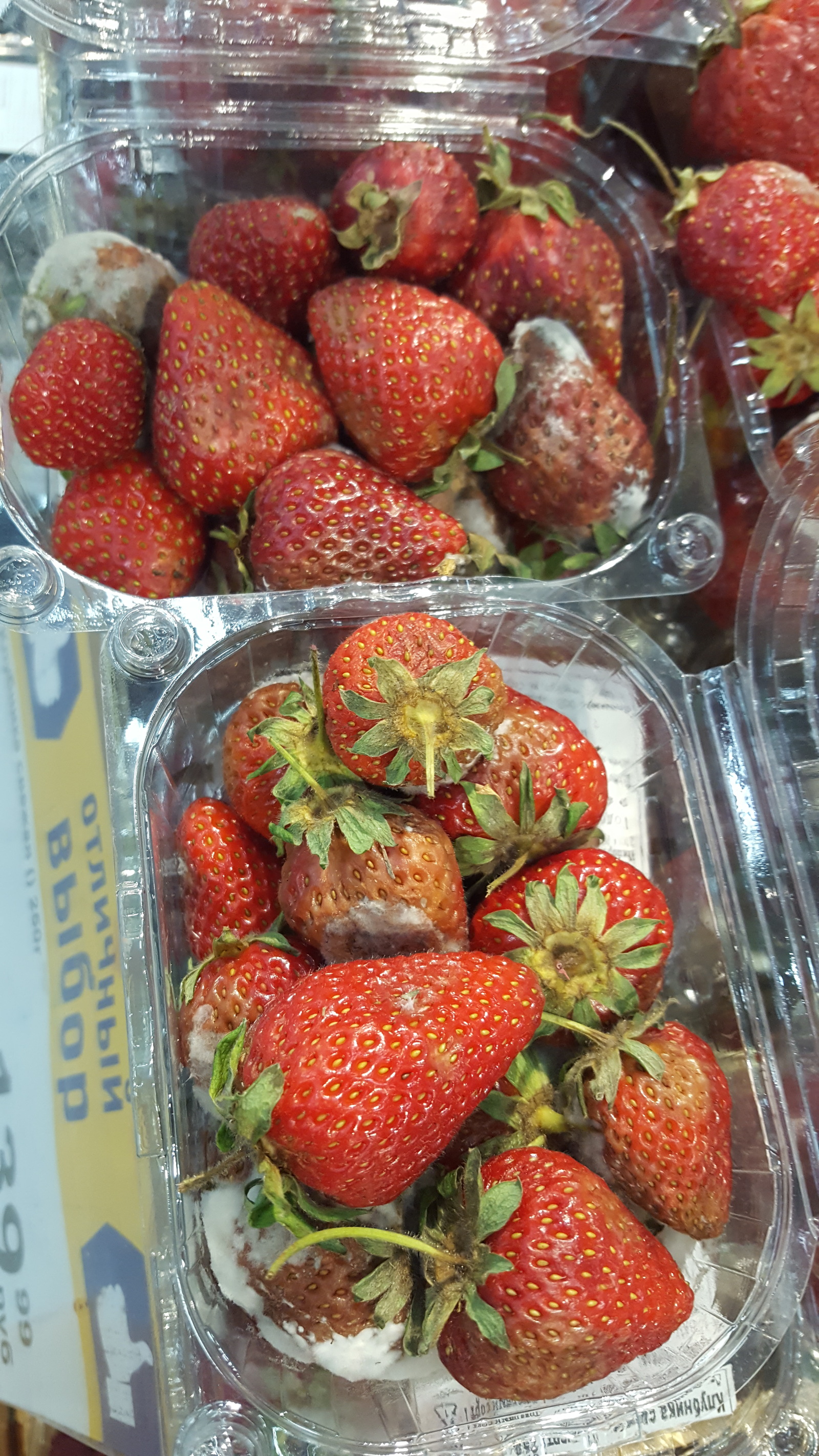 Psst boy, would you like some fresh strawberries, 250 grams? - My, Strawberry, ribbon, Longpost, Strawberry (plant)