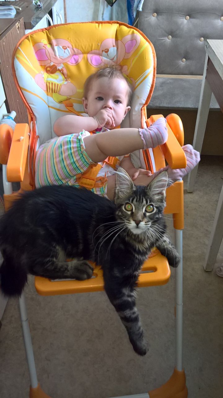 When your first friend is a cat - cat, Children, friendship, Longpost