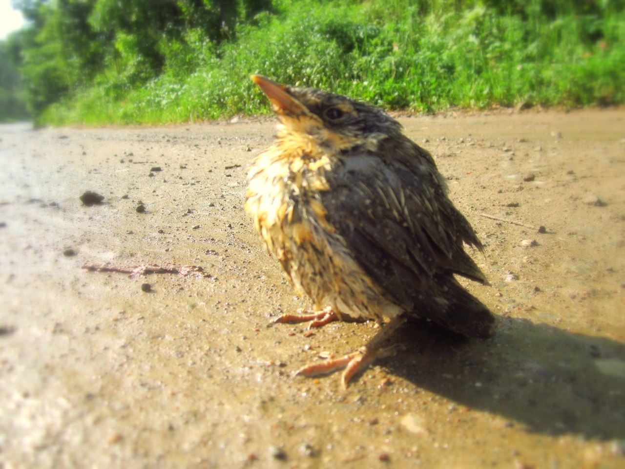 Proud Birds - My, Birds, Rain, Summer