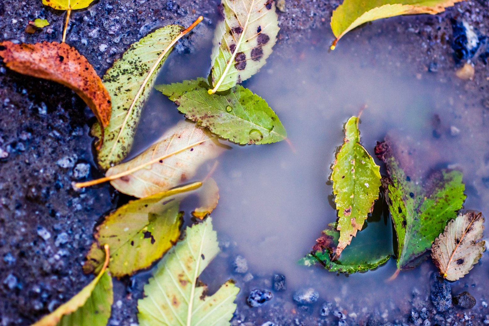 Beauty of autumn - My, Autumn, , The photo, Khabarovsk, Beautiful, Longpost