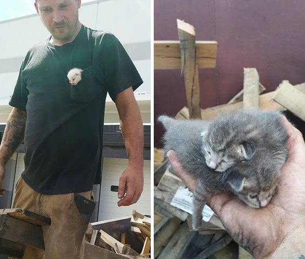 A man spent seven hours digging in the trash to save discarded kittens - cat, The rescue, Kindness, GIF, Longpost