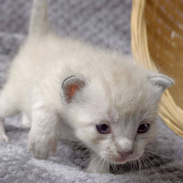 A man spent seven hours digging in the trash to save discarded kittens - cat, The rescue, Kindness, GIF, Longpost