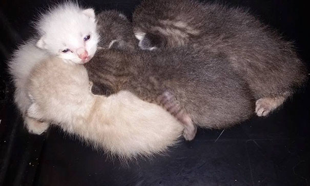 A man spent seven hours digging in the trash to save discarded kittens - cat, The rescue, Kindness, GIF, Longpost