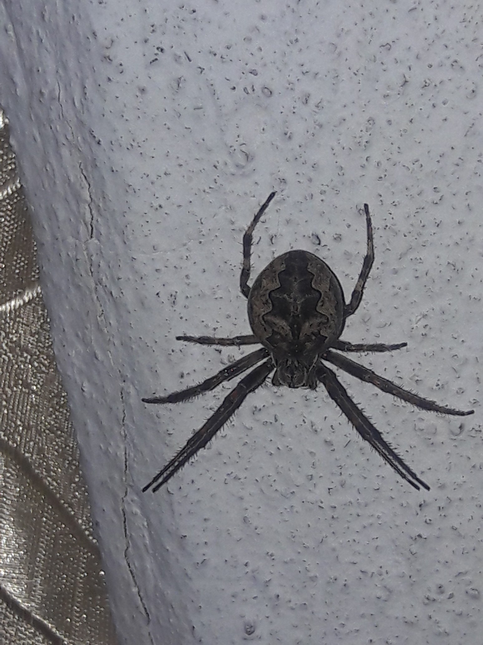 Garden insects. Who is it? - Spider, Who is this?, Arachnophobia, Longpost