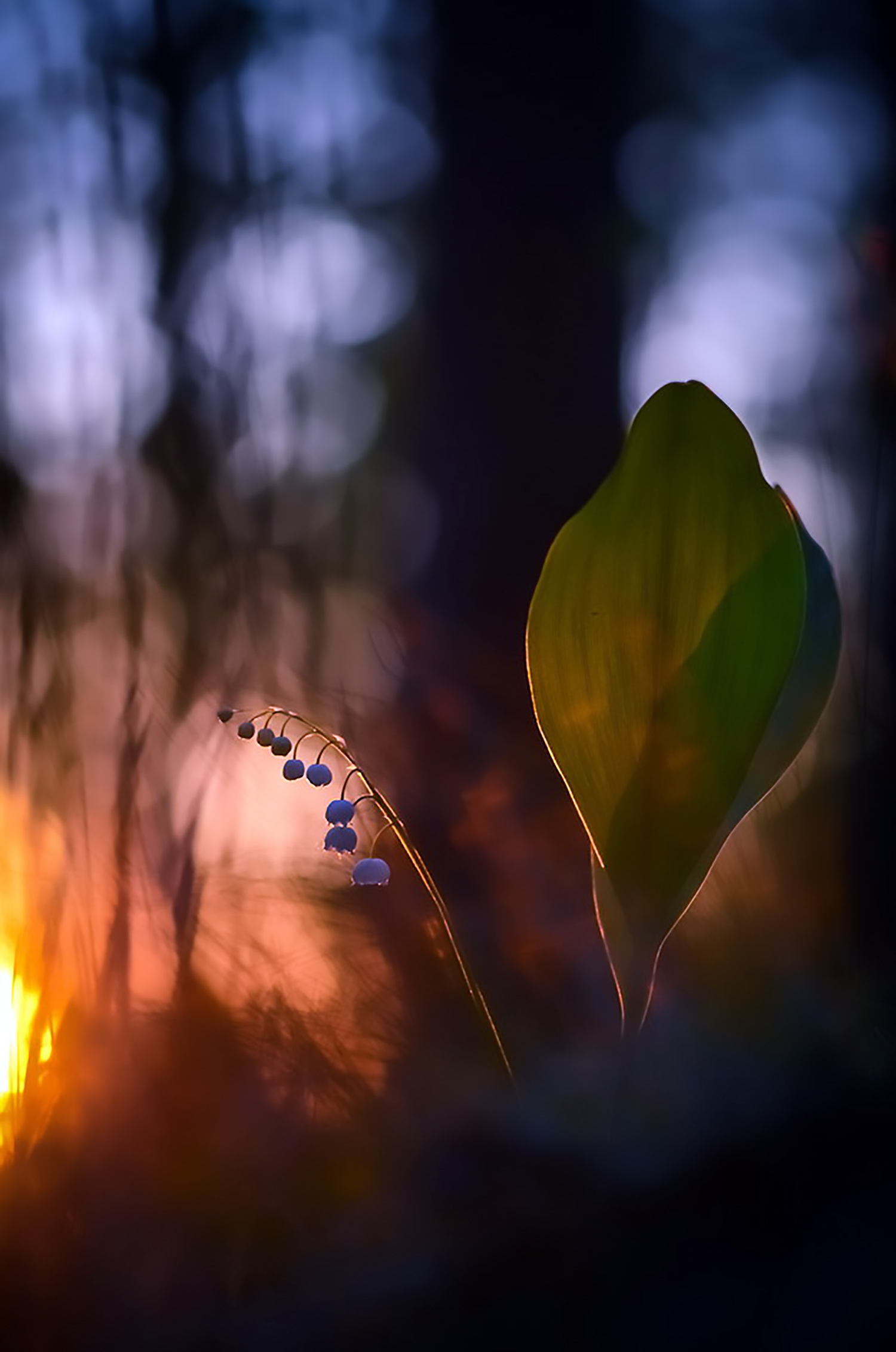 May evening - The photo, Closeup, Macro, Macro photography, 