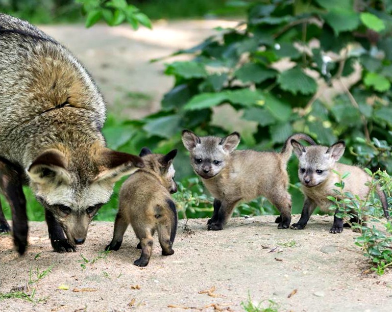 Big-eared fox cubs at Zoo Krefeld (Germany) - Big-eared fox, Longpost, Animals, Fox, Fox cubs