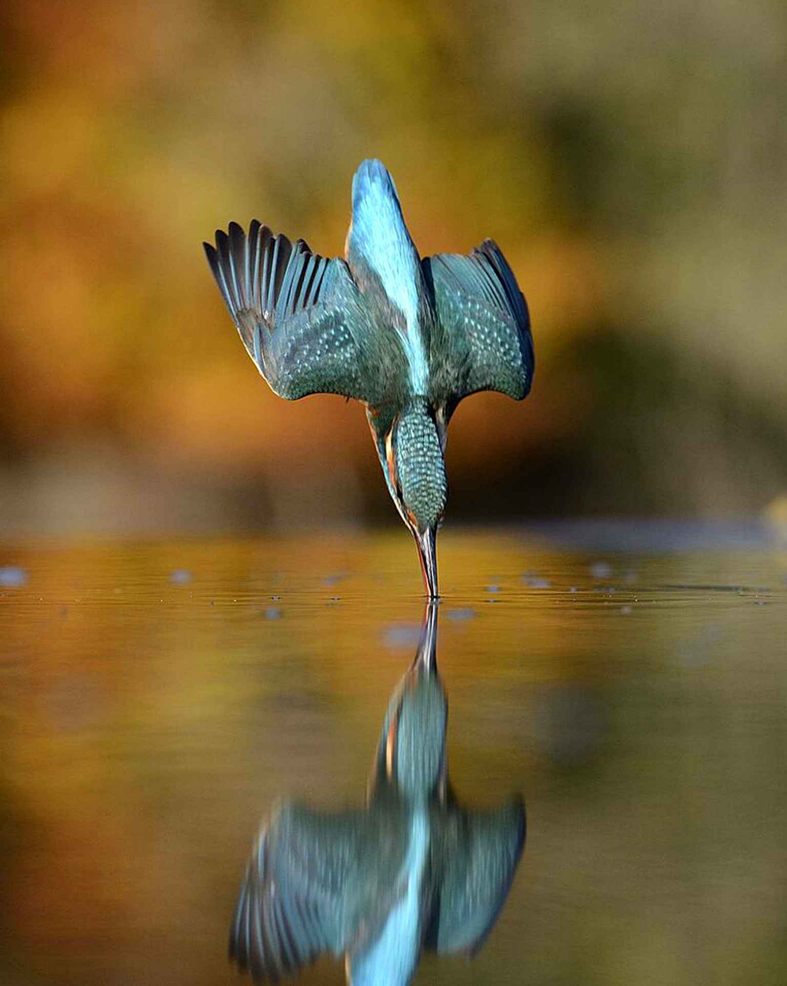 Kingfisher - Reddit, The photo