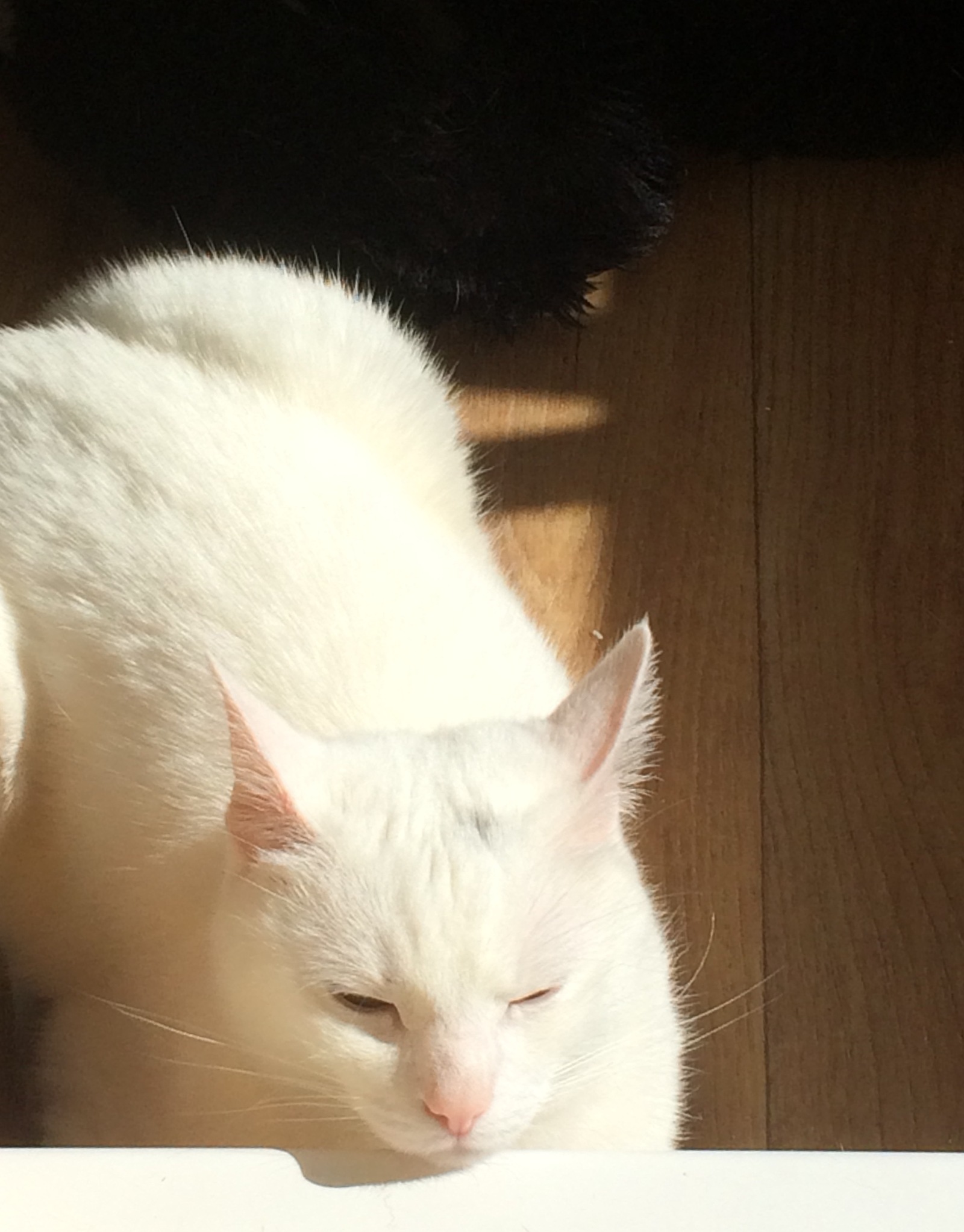 White - My, cat, The sun