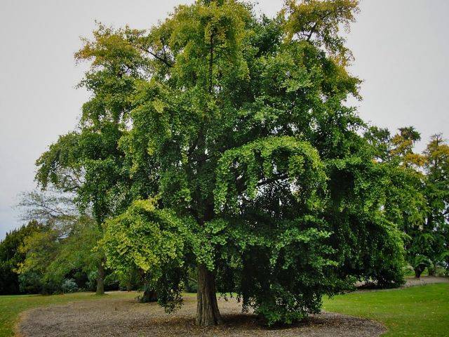 [daily supplement] ginkgo biloba - Health, Sport, Fitness, Nutritional supplements, Healthy lifestyle, Longpost