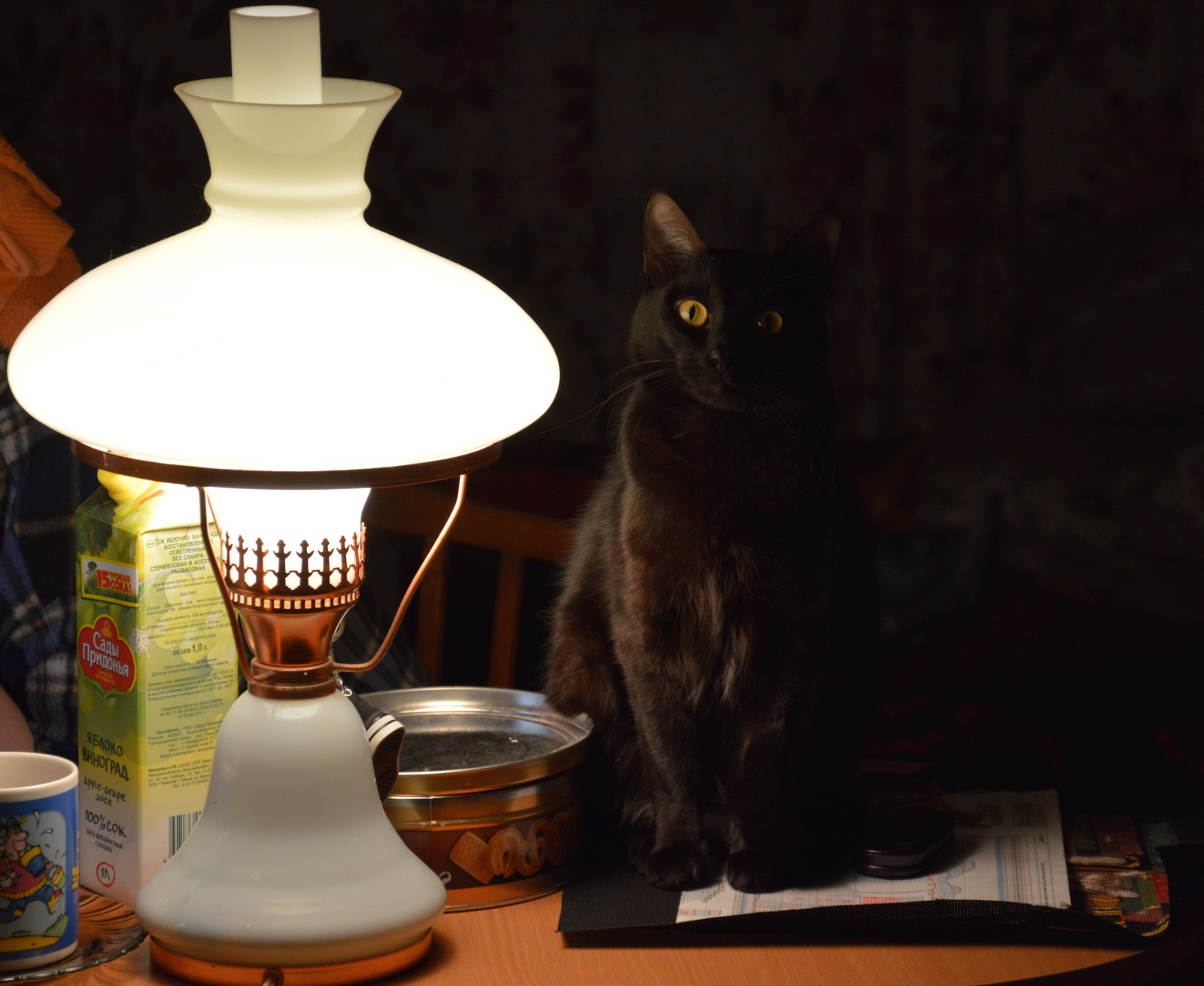 Cosplay on meme - My, cat, Cat with lamp, Animals, Memes, Woolen