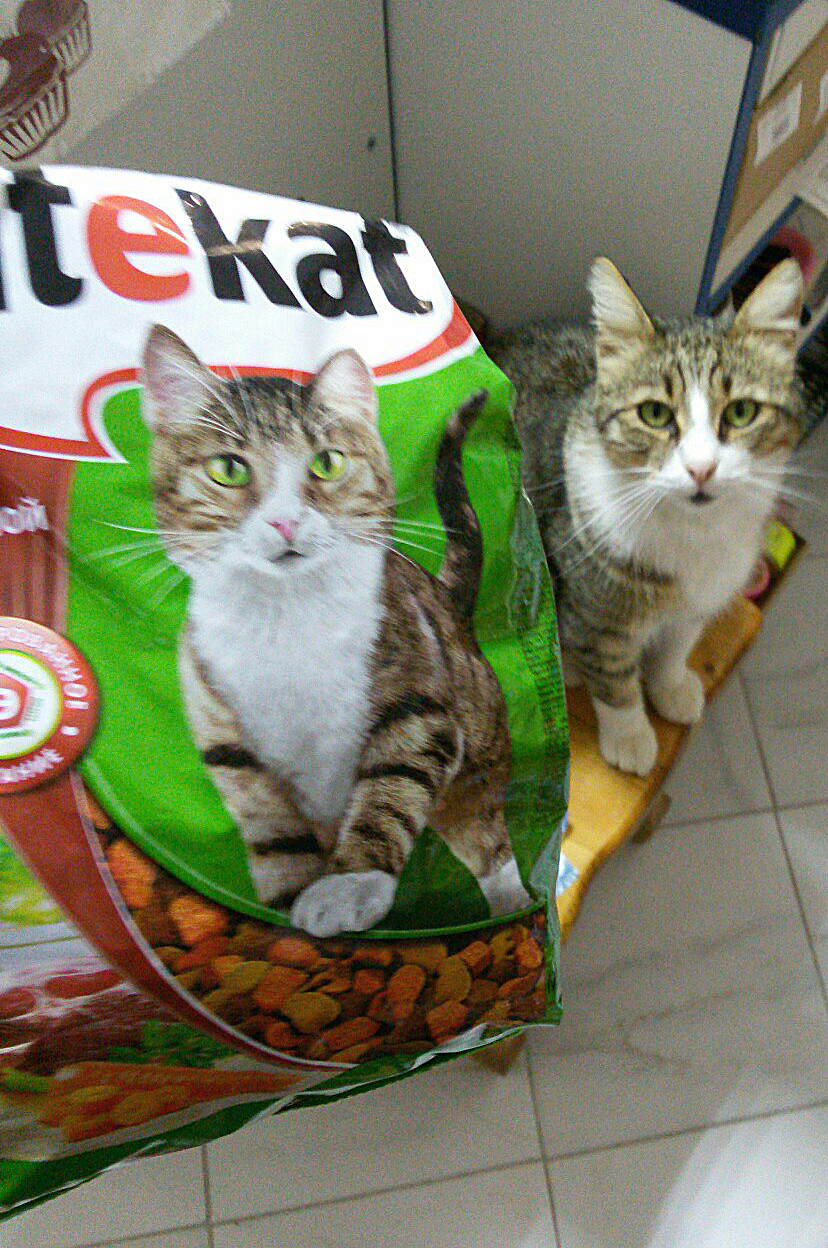 When I overate Kitekat - My, cat, Kitekat, Advertising