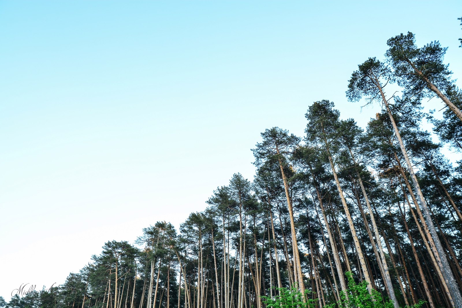 Chernyaevsky forest. - My, Nature, Permian, Chernyayevsky Forest, , Longpost