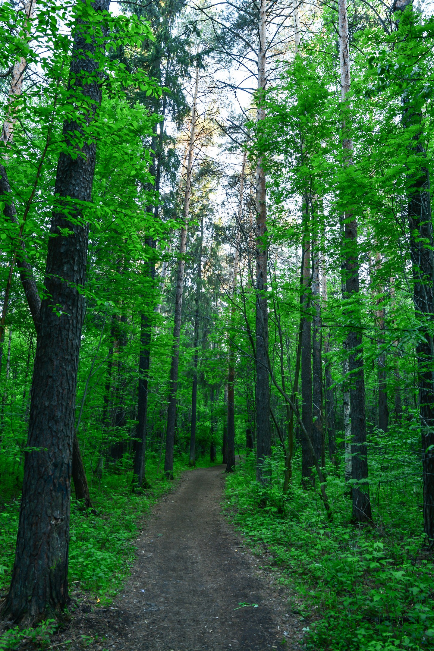 Chernyaevsky forest. - My, Nature, Permian, Chernyayevsky Forest, , Longpost