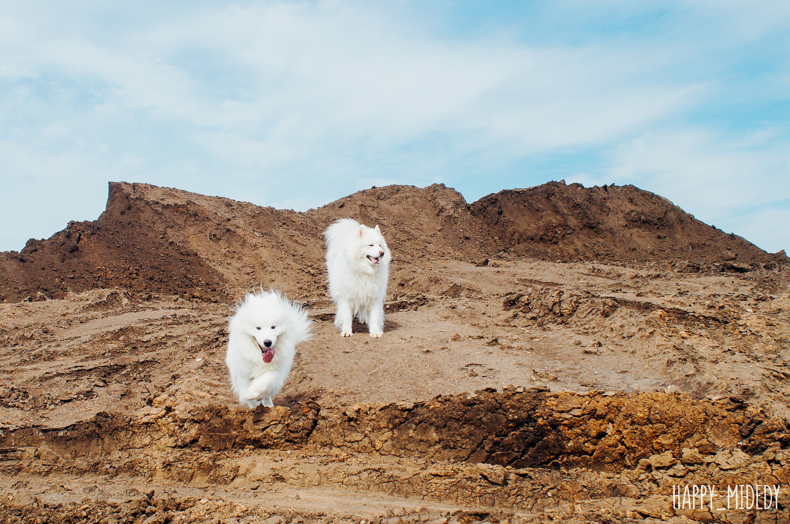 My Samoyed - My, Samoyed, Dog, Longpost