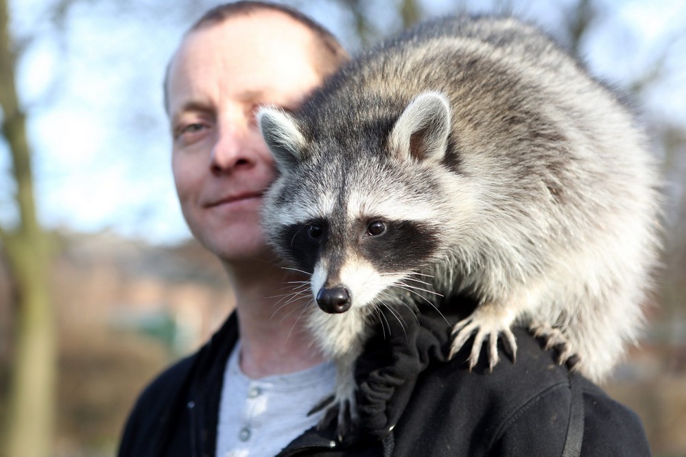 11 reasons to get yourself a raccoon - Raccoon, Animals, Cause