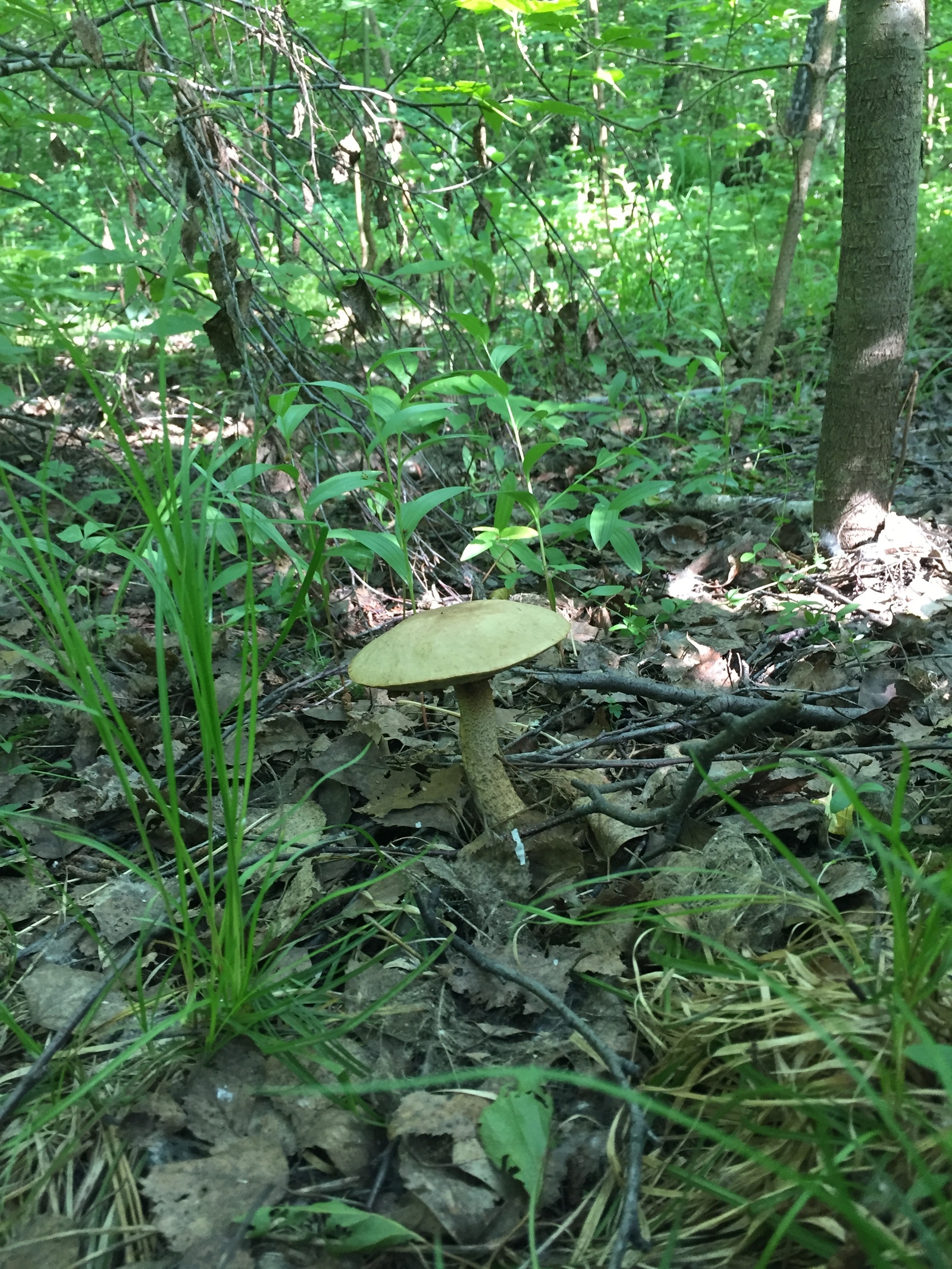 Boletus (Like) - My, Mushrooms, Boletus, Bugrinskaya grove, Novosibirsk, Longpost