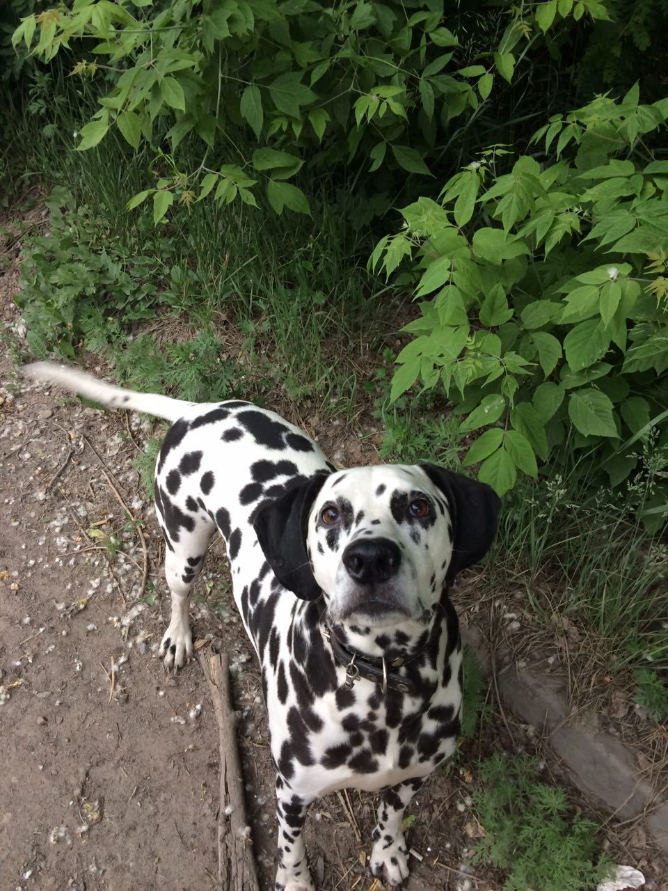 crow - My, Crow, Novosibirsk, Dalmatian, Longpost