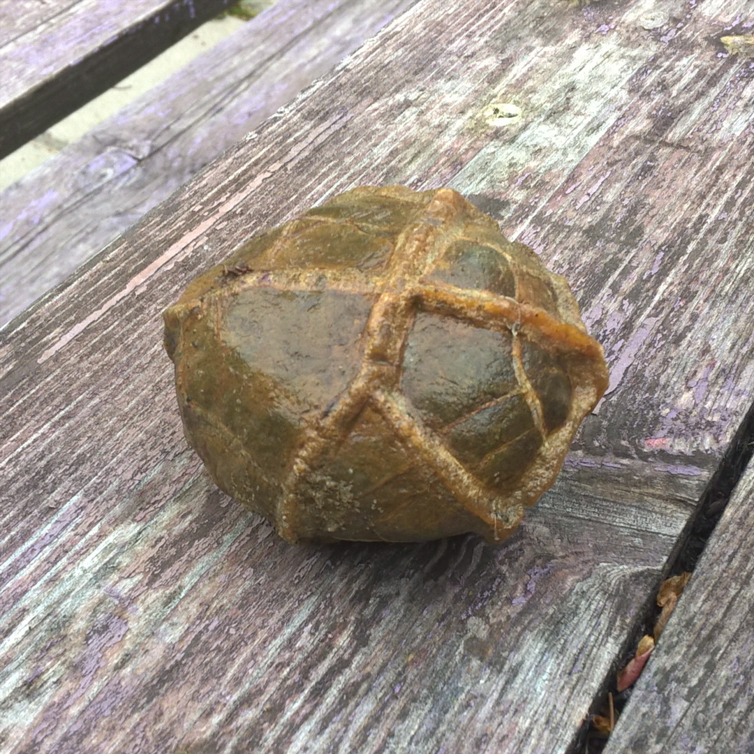 Found an ancient alien egg - My, Fossils, Eggs, Paleontology, Find, 