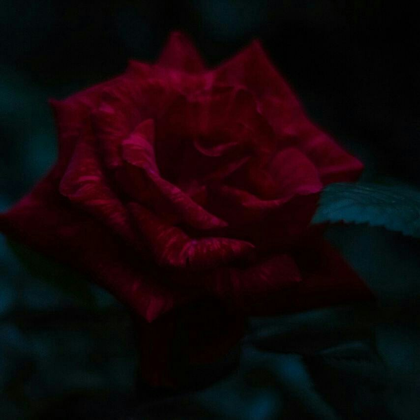 Dark rose - Моё, Фотография, Роза, Цветы, Canon, Длиннопост