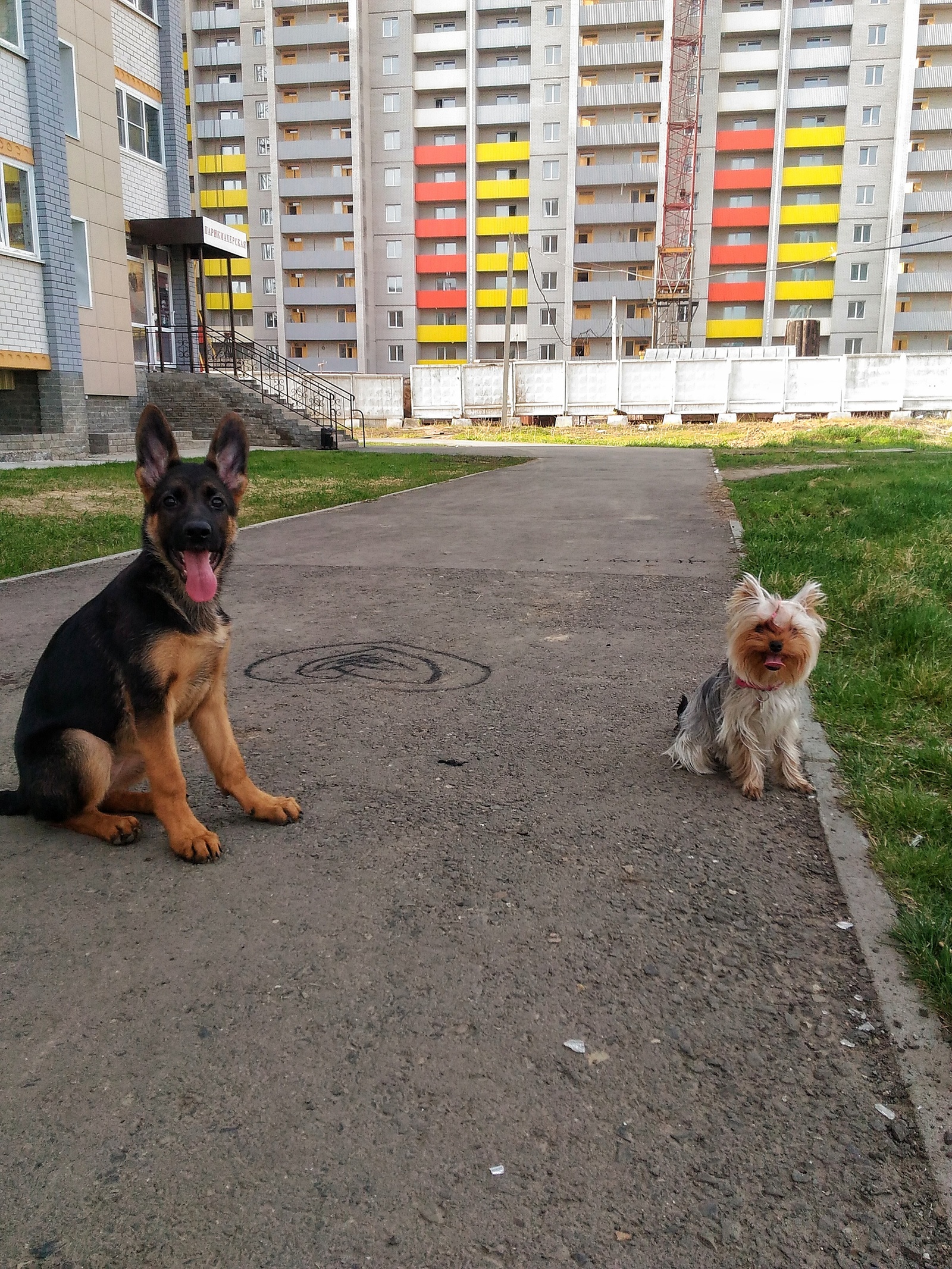 He doesn't bark, doesn't bite - My, Dog, Barnaul, Fight, Indifference, Friend, Longpost