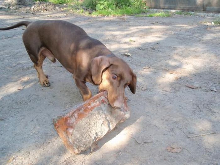Таксы в приюте. Потерялась такса. Такса собака. Злая собака такса. Такса собака.