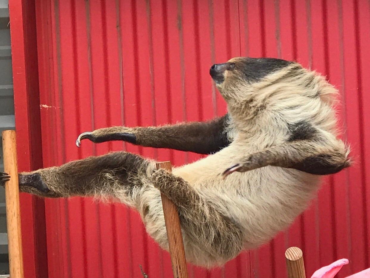 Master Sloth - Kung Fu, Sloth, 