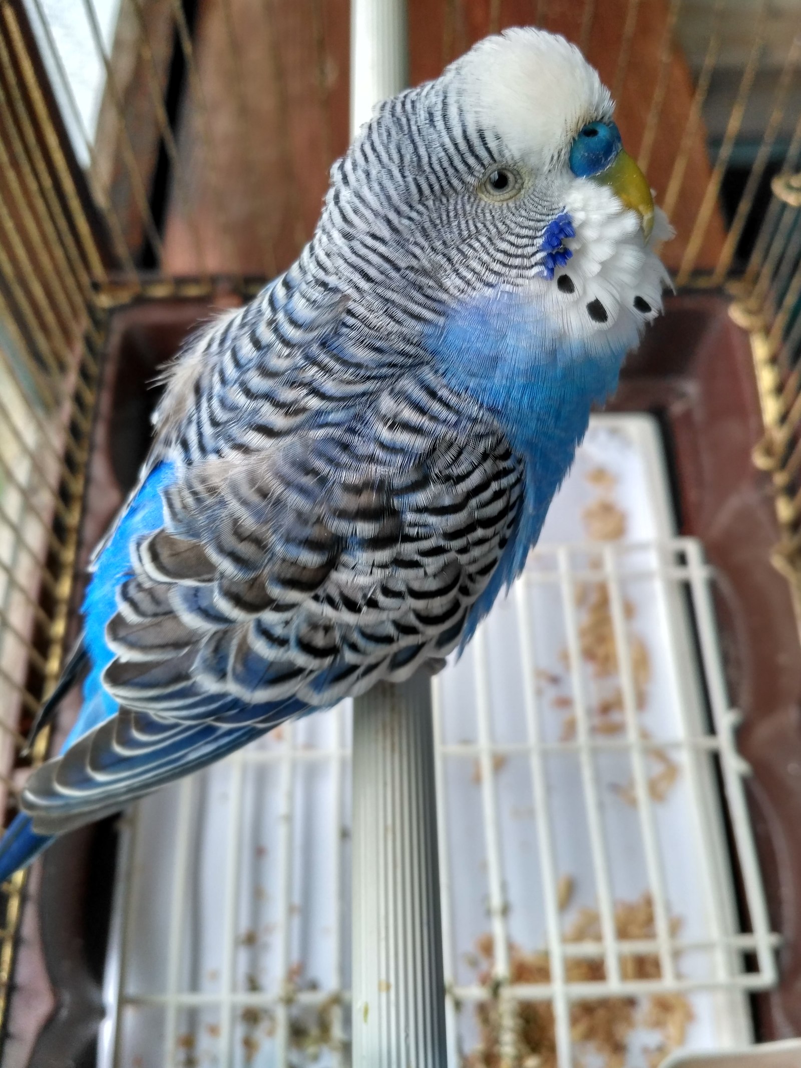 Wavy - My, A parrot, Kesha, Budgies