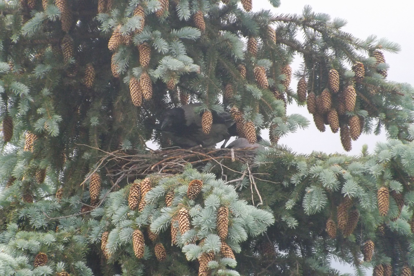 Воронье семейство - Моё, Воронята, Серая ворона, Ворона, Милота, Длиннопост