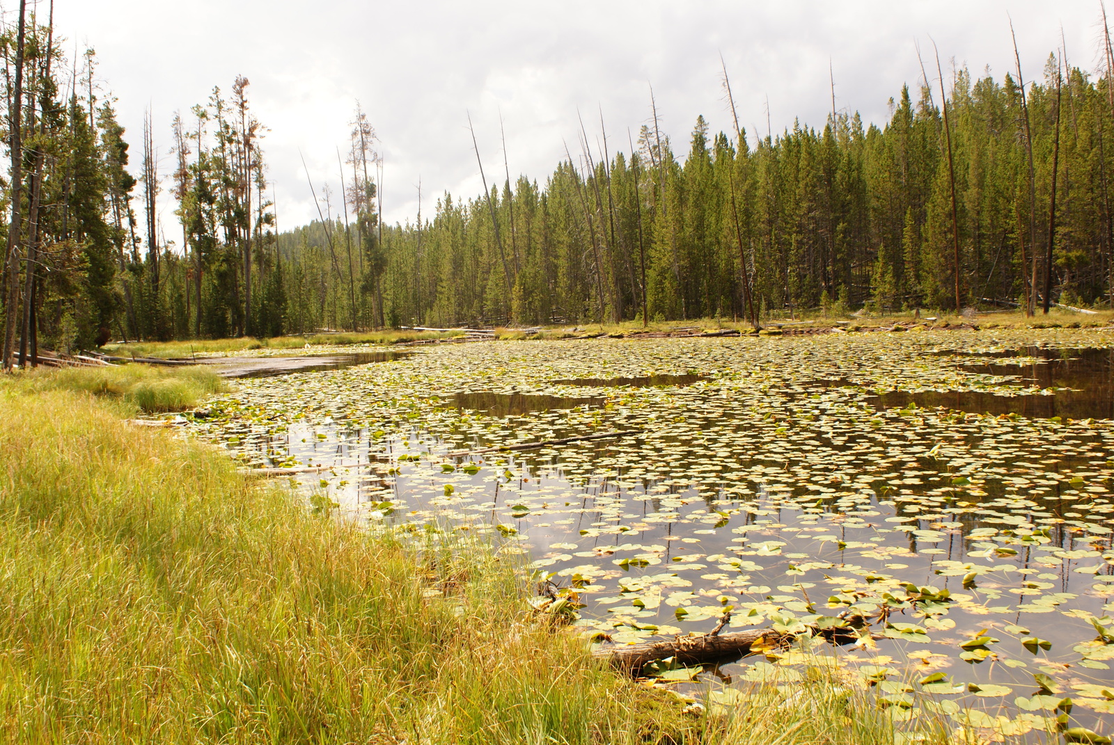 Traveling the USA by Car - Part 1 - Yellowstone National Park - My, USA, Nature, Drive, Travels, Animals, Longpost