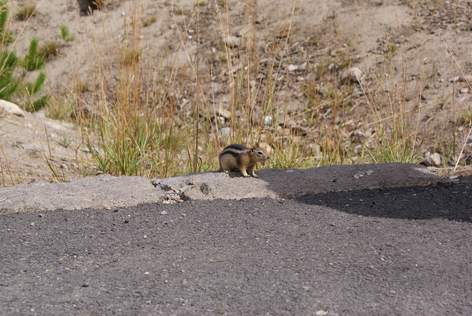 Traveling the USA by Car - Part 1 - Yellowstone National Park - My, USA, Nature, Drive, Travels, Animals, Longpost