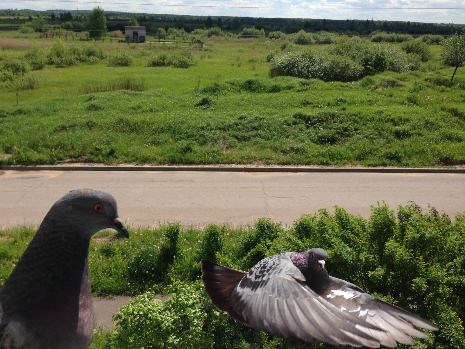 Pigeons - My, Pigeon, , Resentment, Longpost