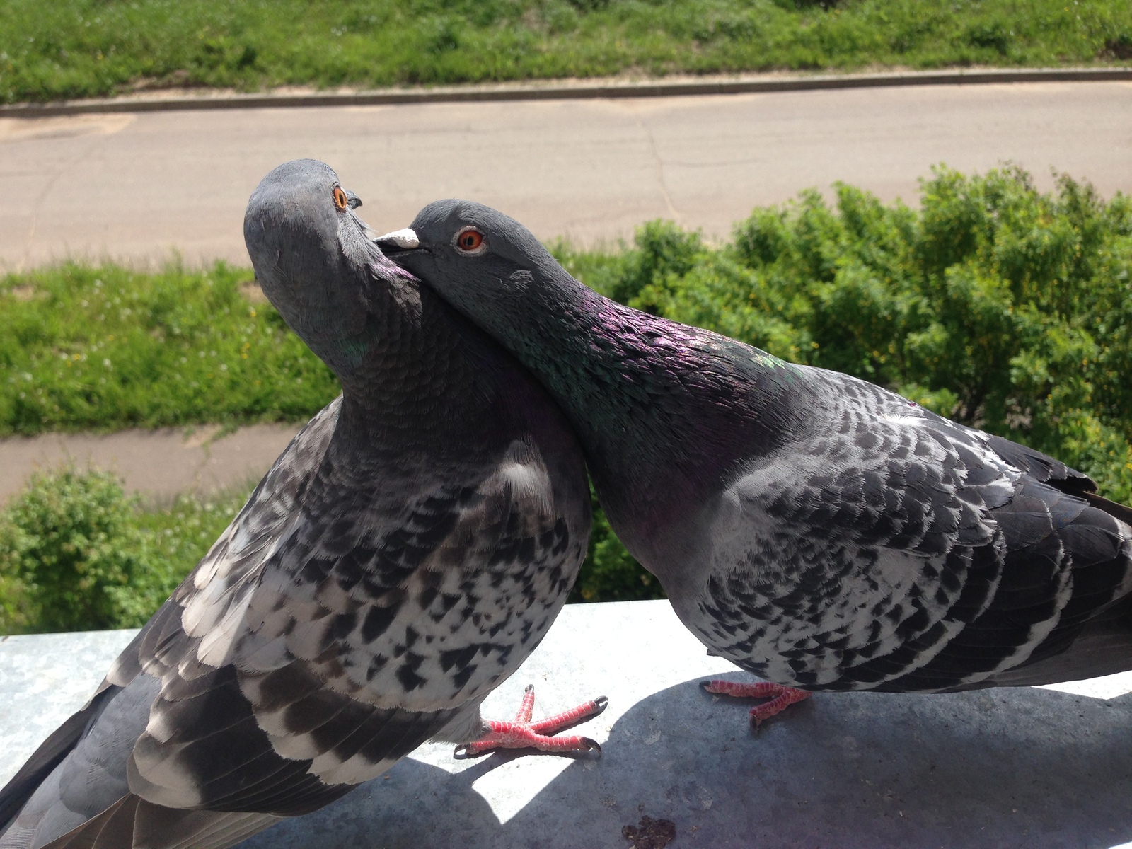 Pigeons - My, Pigeon, , Resentment, Longpost