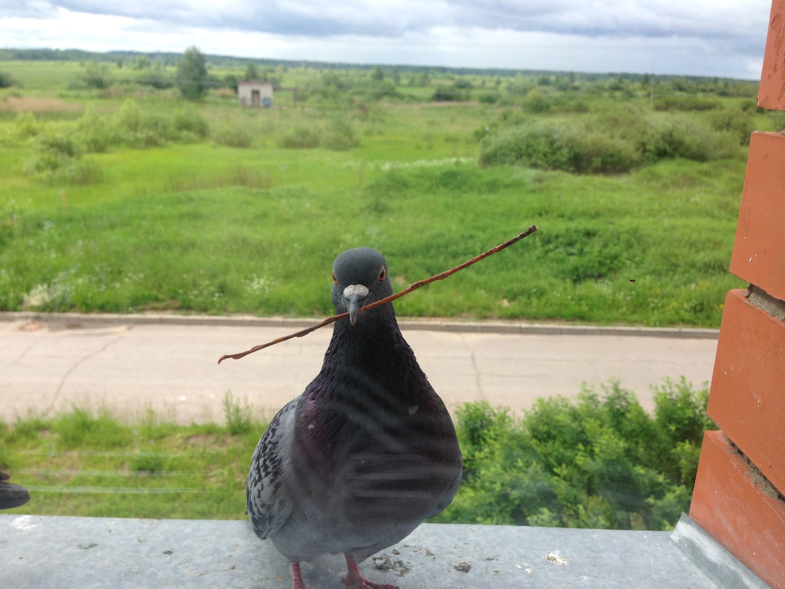 Pigeons - My, Pigeon, , Resentment, Longpost