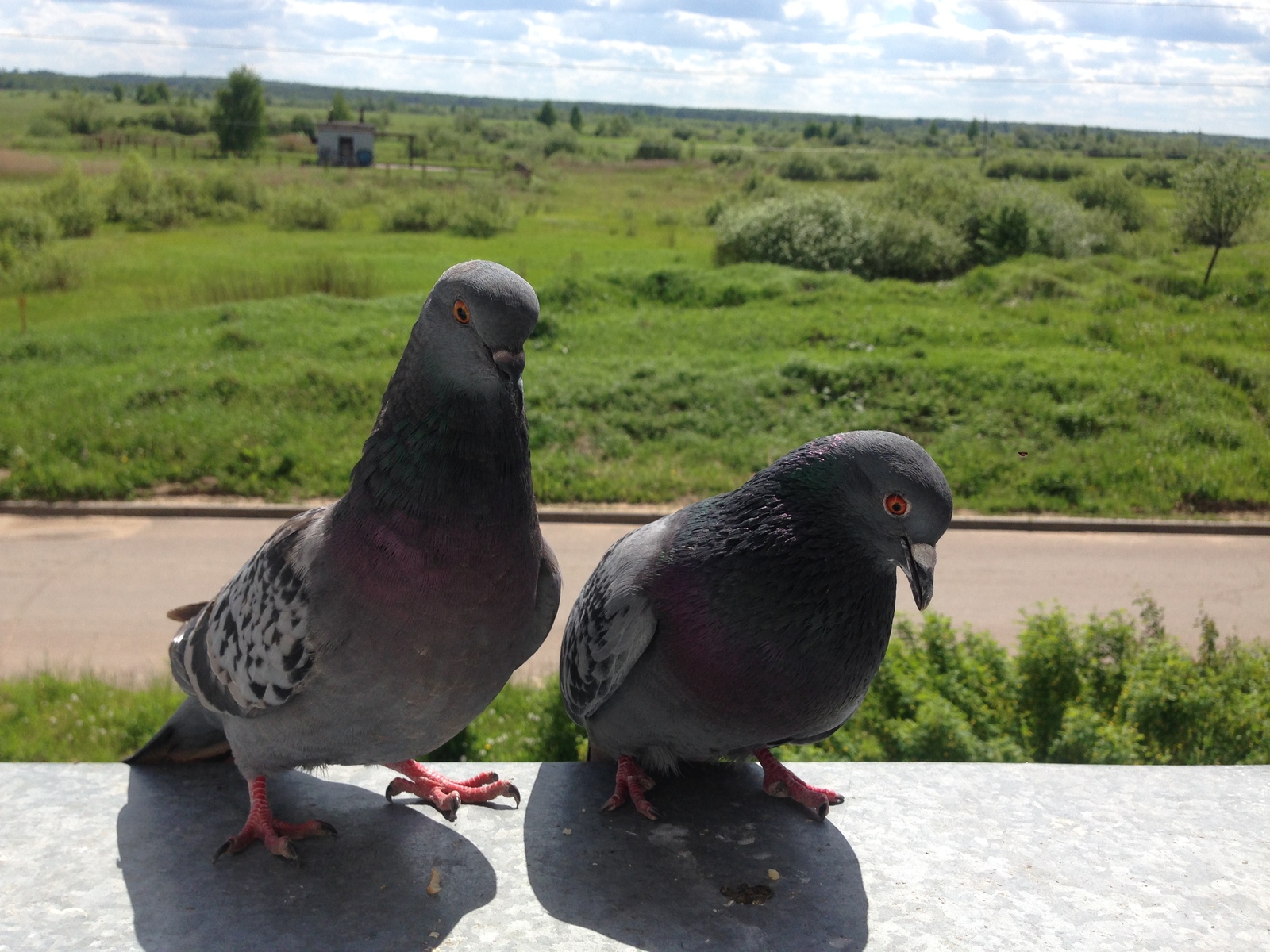 Pigeons - My, Pigeon, , Resentment, Longpost