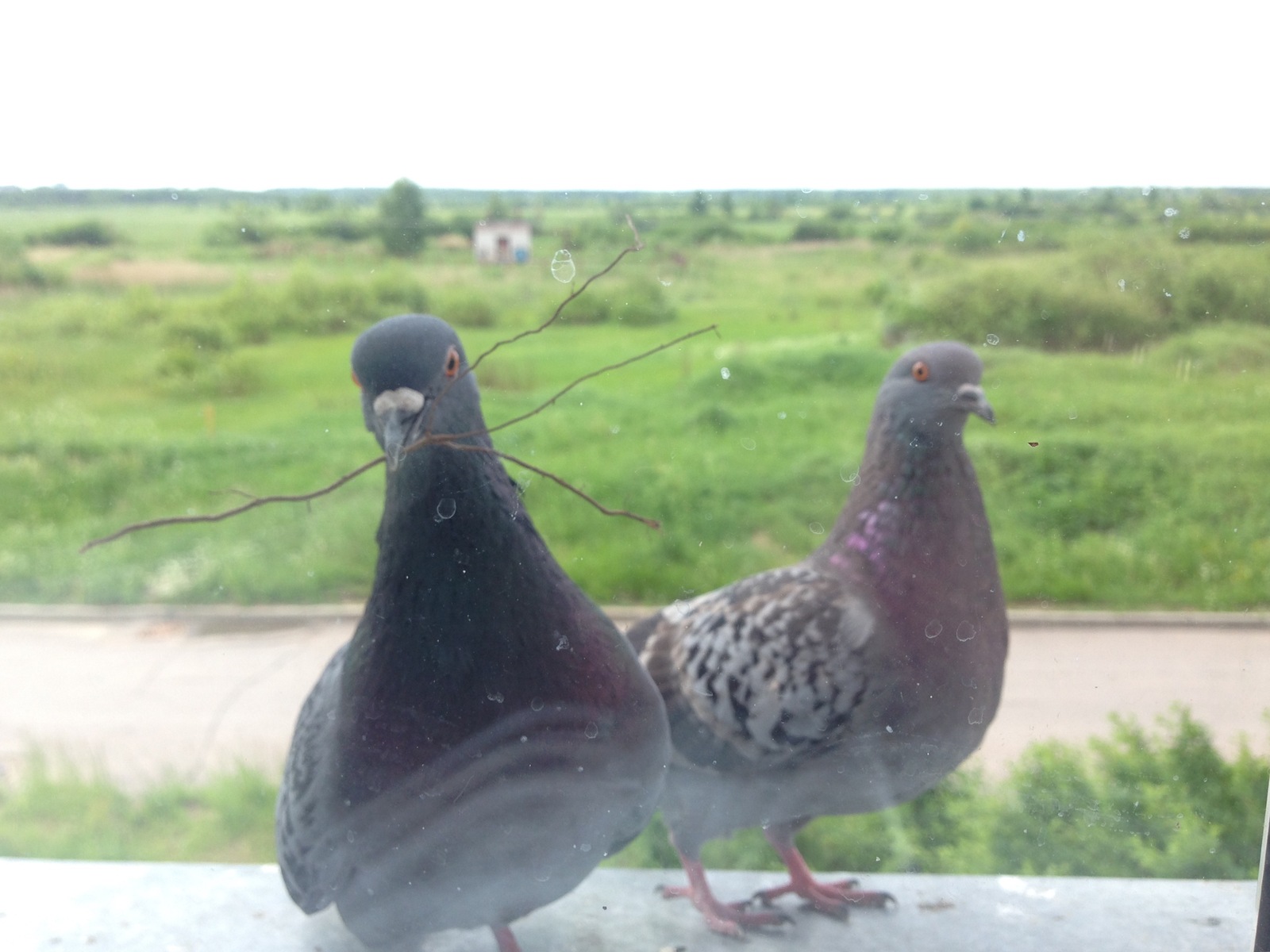 Pigeons - My, Pigeon, , Resentment, Longpost