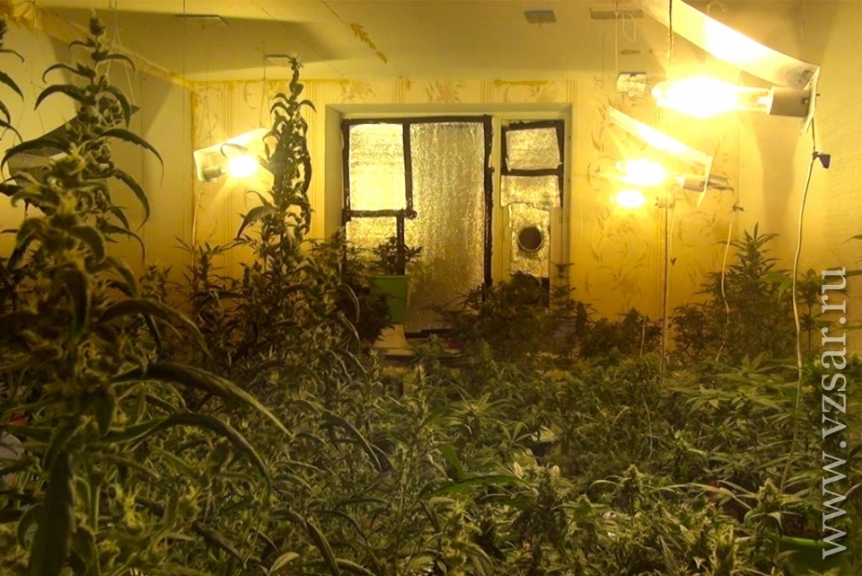 Плантация марихуаны на квартире какая температура для выращивания марихуаны